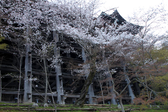 さくら満開10 清水寺_e0048413_2113174.jpg