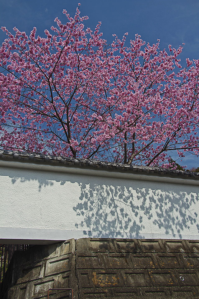 萬福寺の桜_b0010915_21463149.jpg