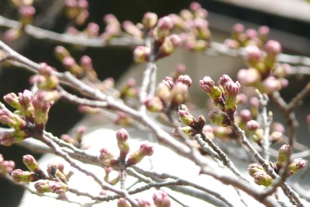 神明社☆しだれ桜の開花を宣言しますっ！_e0097615_13383615.jpg