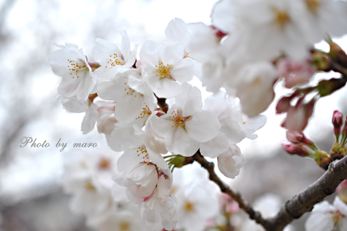 桜 と ヤマガラさん と メジロさん と 麻呂犬さん♪♪_e0160417_14394727.jpg