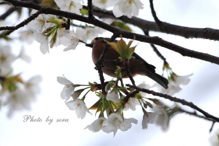 桜 と ヤマガラさん と メジロさん と 麻呂犬さん♪♪_e0160417_14442510.jpg