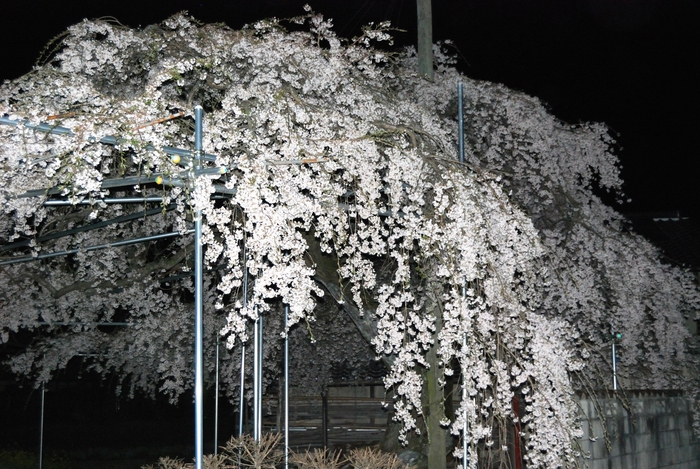 夜桜見物　カピカピ_f0053218_22293638.jpg