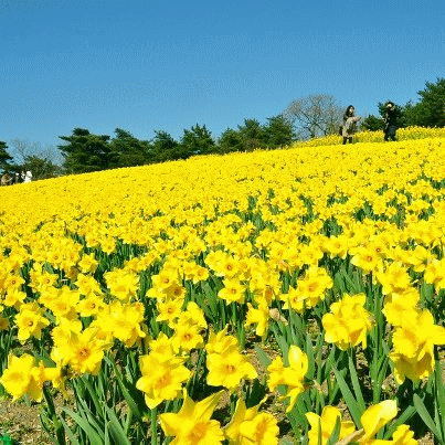 ちどり 近隣情報 春景色 _a0251920_10353139.gif
