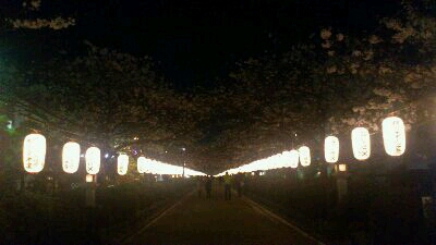 夜桜...見納め_a0268321_14271038.jpg