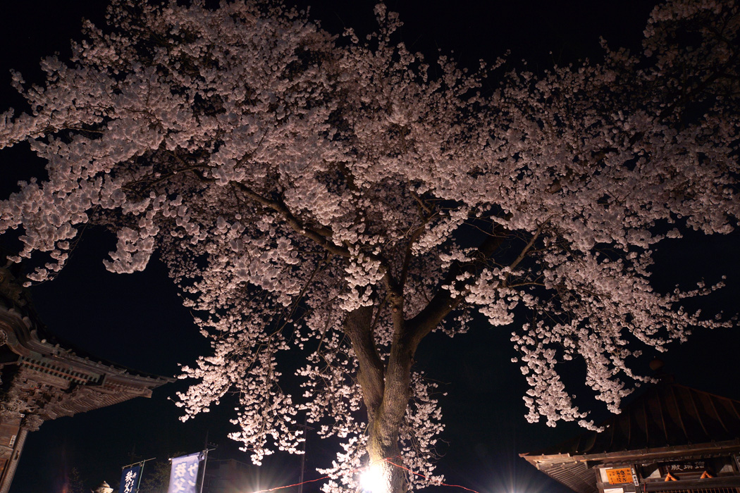 札所慈眼寺・お花見の会（その２）_c0243221_11265422.jpg