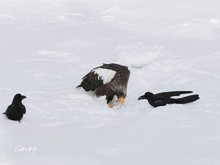 冬の鳥　流氷オオワシ　ひょうきんな大型猛禽　道東シリーズ　⑰　（３/１撮影）_d0129921_20302572.jpg