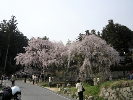 神原の枝垂れ桜♪_a0105023_19553488.jpg