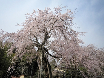 神原の枝垂れ桜♪_a0105023_2010046.jpg