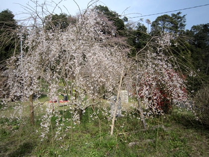 神原の枝垂れ桜♪_a0105023_20192728.jpg