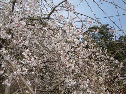 神原の枝垂れ桜♪_a0105023_20262094.jpg