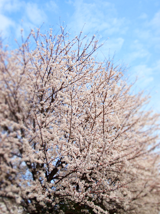b0244424_2521573.jpg