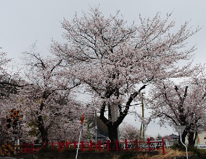 桜は咲けど・・・_d0058328_1625557.jpg