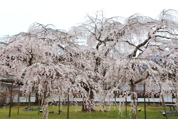 醍醐寺の桜（2013）_a0166729_2371582.jpg