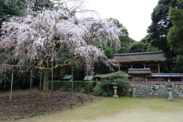 醍醐寺の桜（2013）_a0166729_2385558.jpg