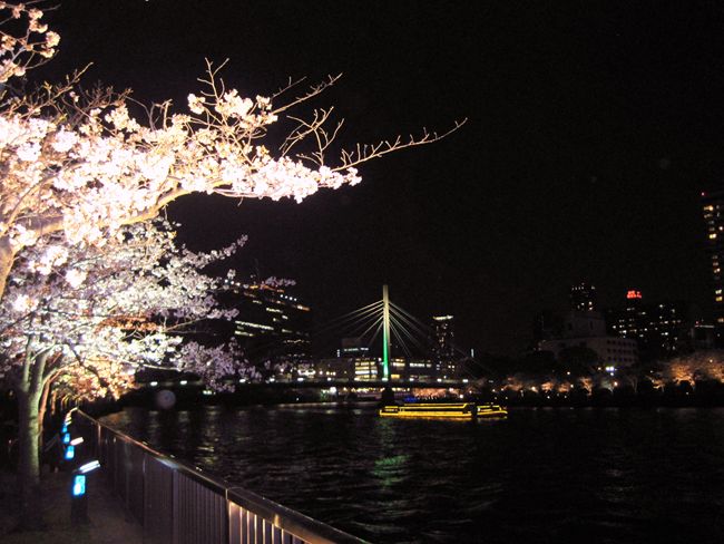 大川の夜桜　　　　　　　　　大阪市_b0180433_2232154.jpg