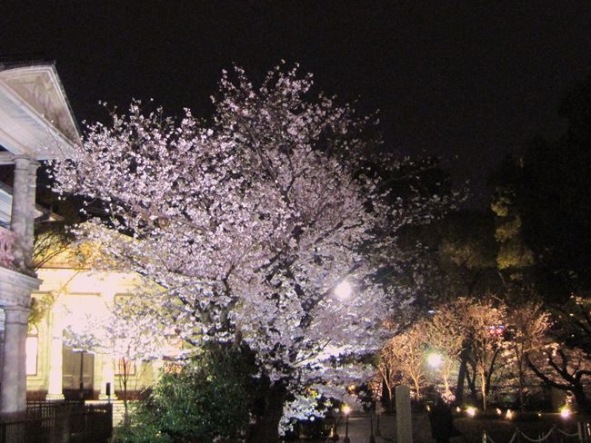 大川の夜桜　　　　　　　　　大阪市_b0180433_2236267.jpg