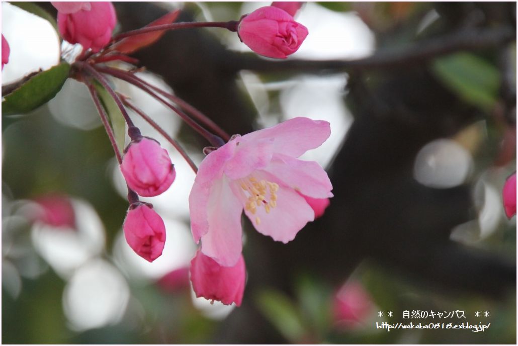 散歩道の木々の花！！！_e0052135_2257271.jpg