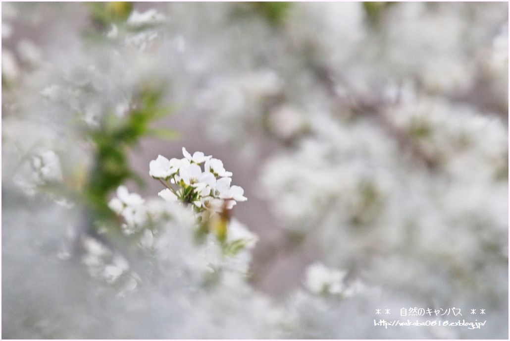 散歩道の木々の花！！！_e0052135_22585322.jpg