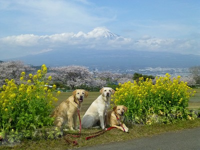 一富士、二桜、三ワンコ♪_a0167836_17404627.jpg