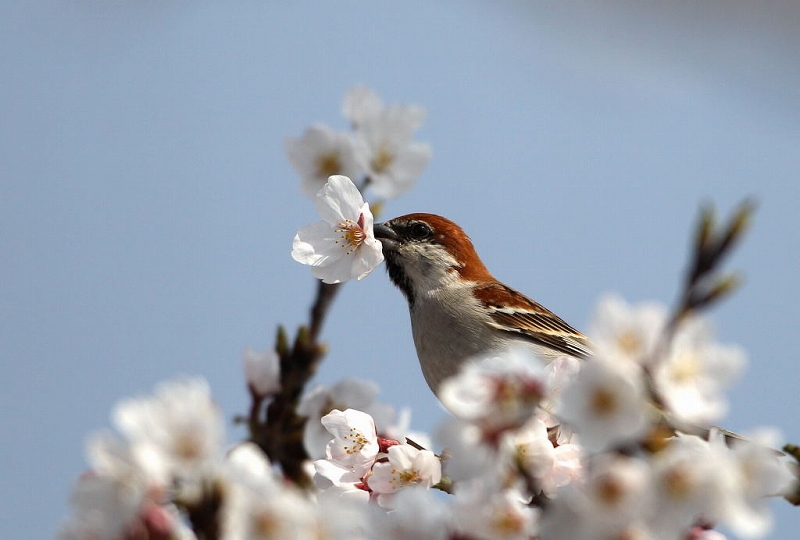 桜の花を銜えるニュウナイスズメ_f0206138_17403541.jpg