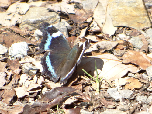 ギフチョウ他 今日の北山湿地_d0254540_13555268.jpg