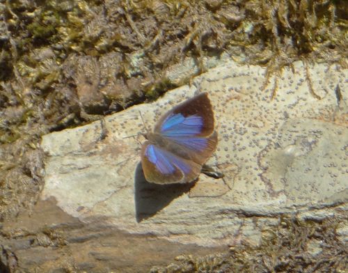 ギフチョウ他 今日の北山湿地_d0254540_135729.jpg