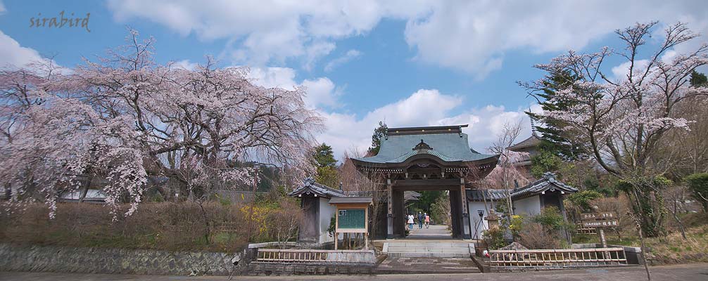 浄専寺の枝垂れ桜_d0238245_1011552.jpg