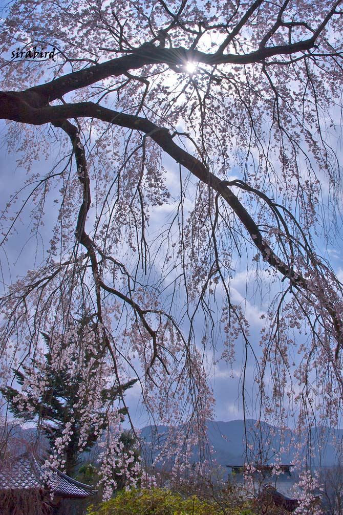 浄専寺の枝垂れ桜_d0238245_10174586.jpg