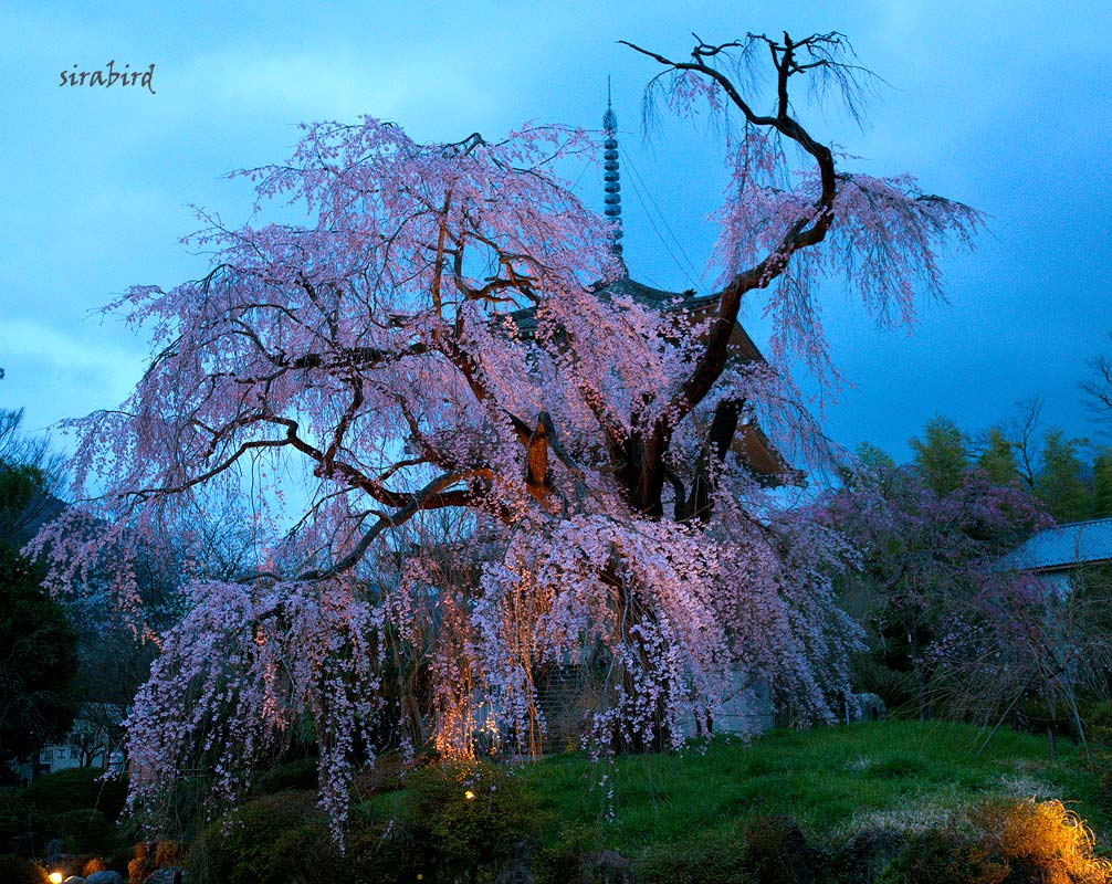 浄専寺の枝垂れ桜_d0238245_933248.jpg