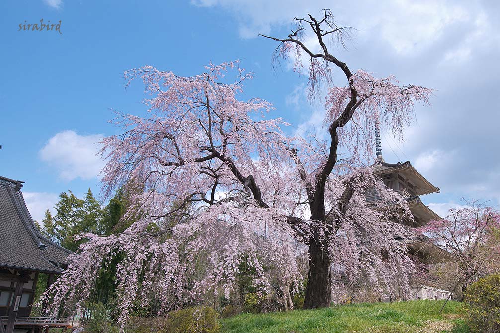 浄専寺の枝垂れ桜_d0238245_9582086.jpg