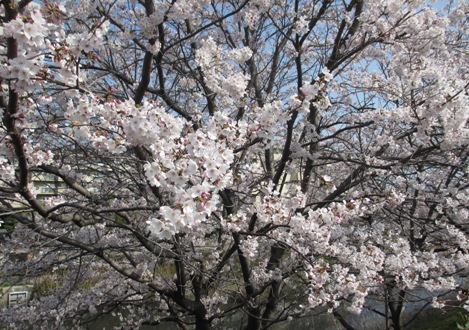 桜満開。。。。_c0110647_221338100.jpg