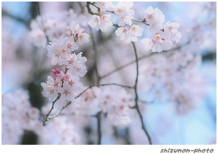 桜、咲く　　---2013 sakura---_e0303847_17413178.jpg