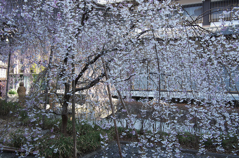 御幸桜咲く（頂法寺＜六角堂＞）_f0155048_20101516.jpg