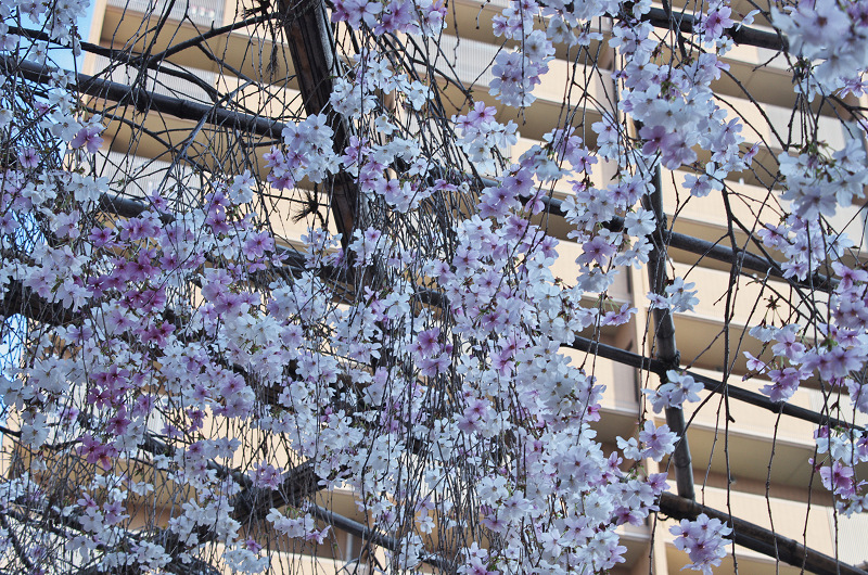 御幸桜咲く（頂法寺＜六角堂＞）_f0155048_20104427.jpg