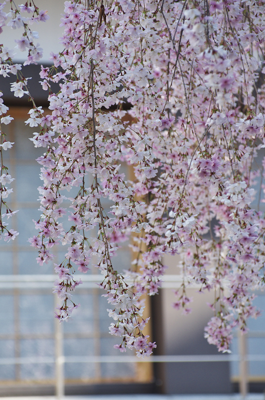 御幸桜咲く（頂法寺＜六角堂＞）_f0155048_20105234.jpg