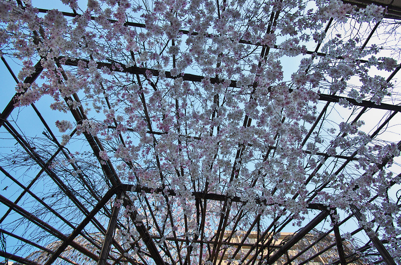 御幸桜咲く（頂法寺＜六角堂＞）_f0155048_20111925.jpg