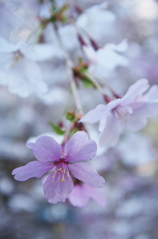 御幸桜咲く（頂法寺＜六角堂＞）_f0155048_20123133.jpg