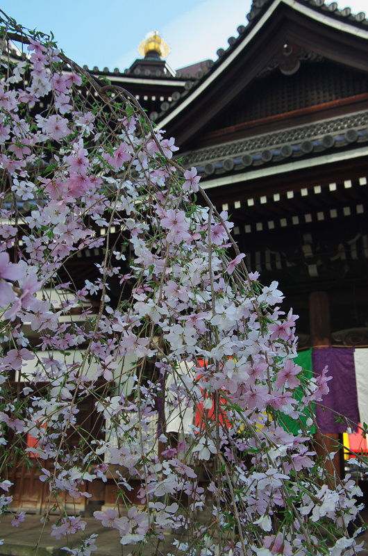 御幸桜咲く（頂法寺＜六角堂＞）_f0155048_20124163.jpg