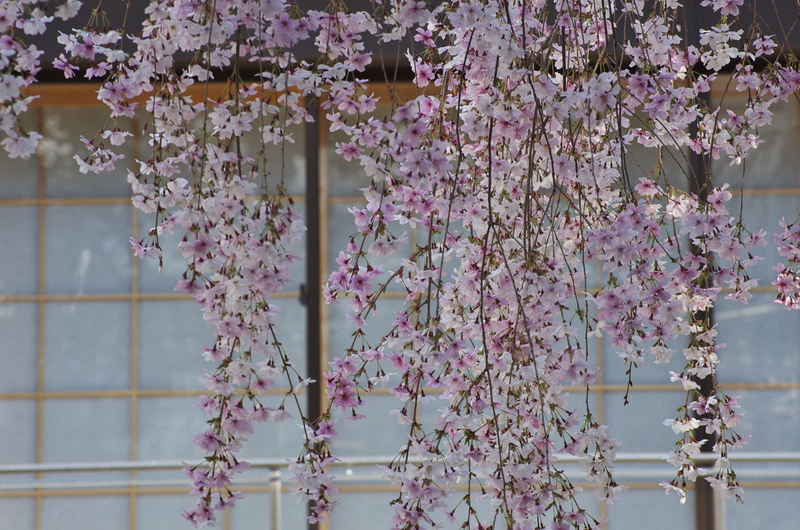 御幸桜咲く（頂法寺＜六角堂＞）_f0155048_20142419.jpg