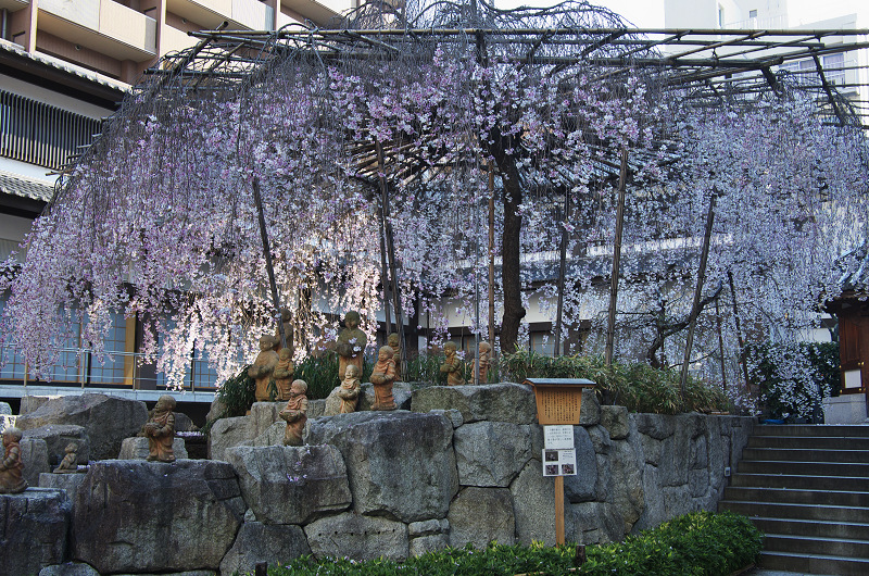 御幸桜咲く（頂法寺＜六角堂＞）_f0155048_2073470.jpg