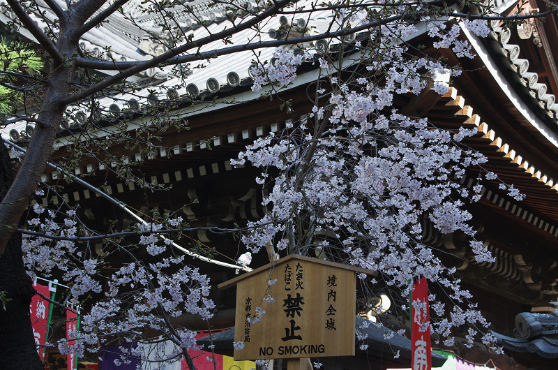 御幸桜咲く（頂法寺＜六角堂＞）_f0155048_2074437.jpg