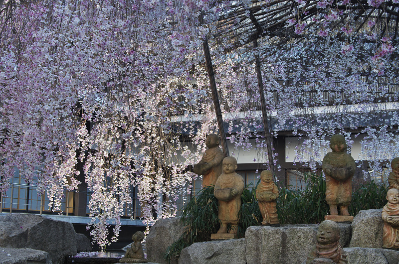 御幸桜咲く（頂法寺＜六角堂＞）_f0155048_2082242.jpg