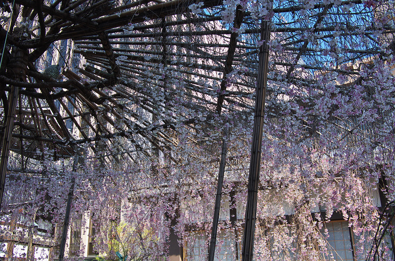 御幸桜咲く（頂法寺＜六角堂＞）_f0155048_2092881.jpg