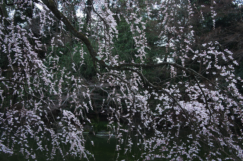 近衛邸跡のしだれ桜（京都御所）_f0155048_21524321.jpg