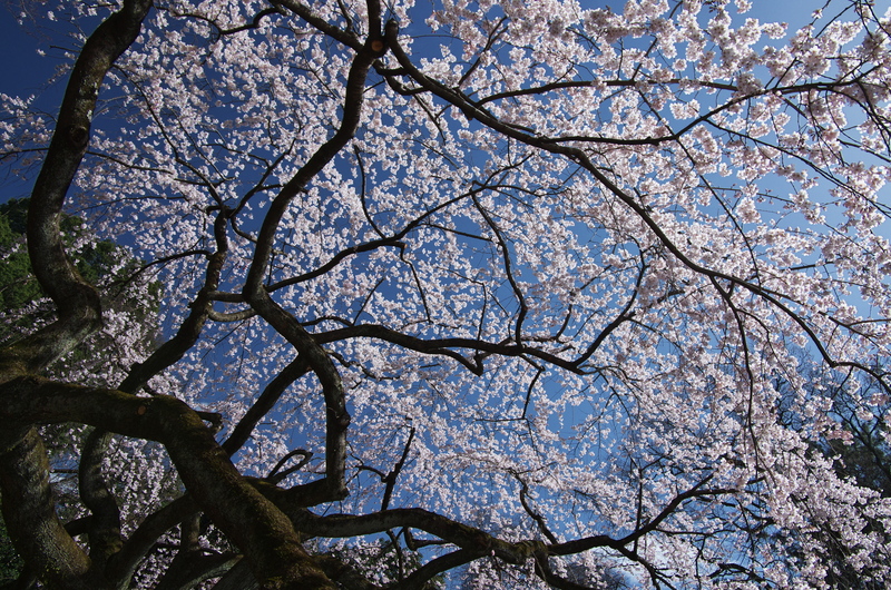 近衛邸跡のしだれ桜（京都御所）_f0155048_2231775.jpg