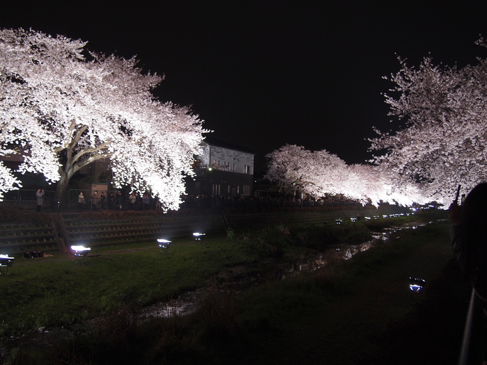 野川夜桜　ライトアップ(2013年)_d0087549_106113.jpg