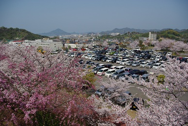 松山総合公園で桜の花見_f0115851_19512922.jpg