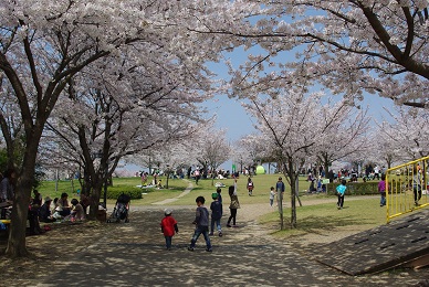 松山総合公園で桜の花見_f0115851_19564467.jpg