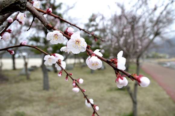 ぶらり河口湖　カチカチ山ロープウェイ編 ②_b0216456_19425274.jpg