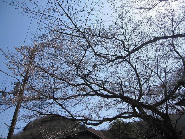 2013年3月30日　かねよ　桜実況中継_c0078659_15261611.jpg